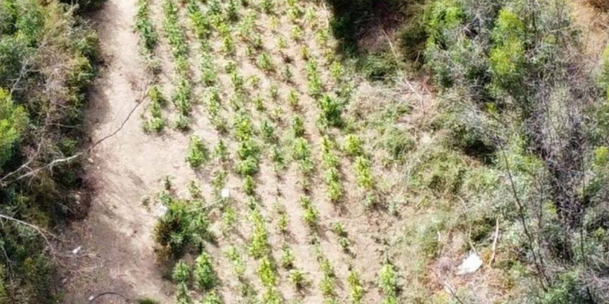 Irrigate e sorvegliate da telecamere 500 piante di canapa indiana trovate nel crotonese